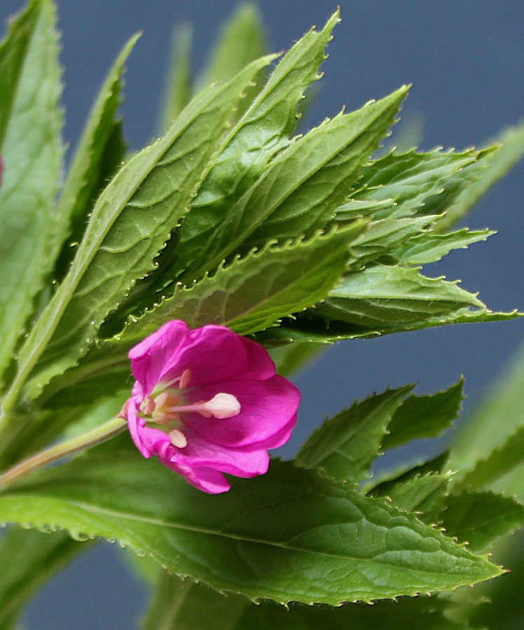 Изображение особи Epilobium hirsutum.