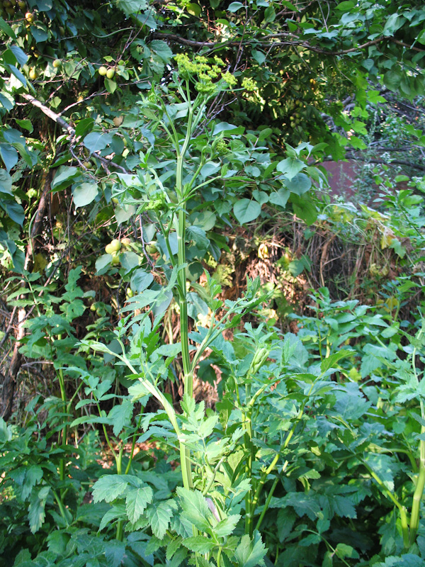 Image of Pastinaca sativa specimen.