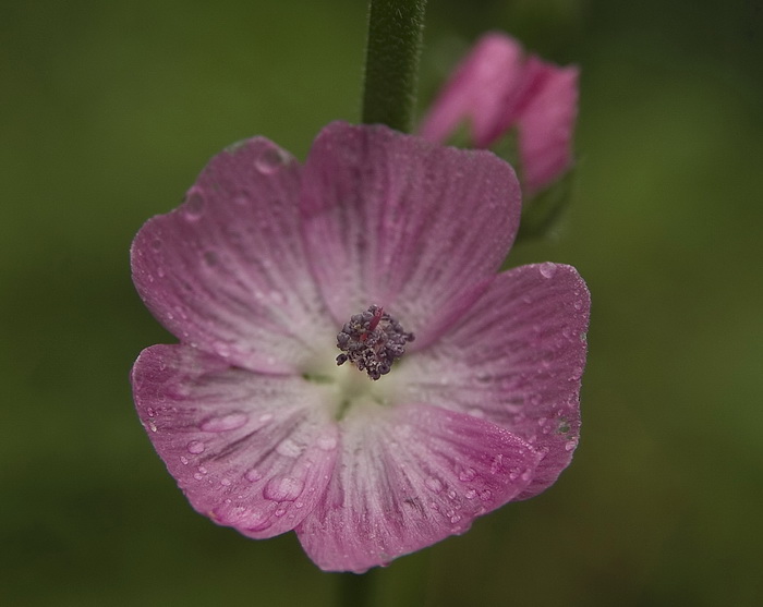 Image of genus Sidalcea specimen.