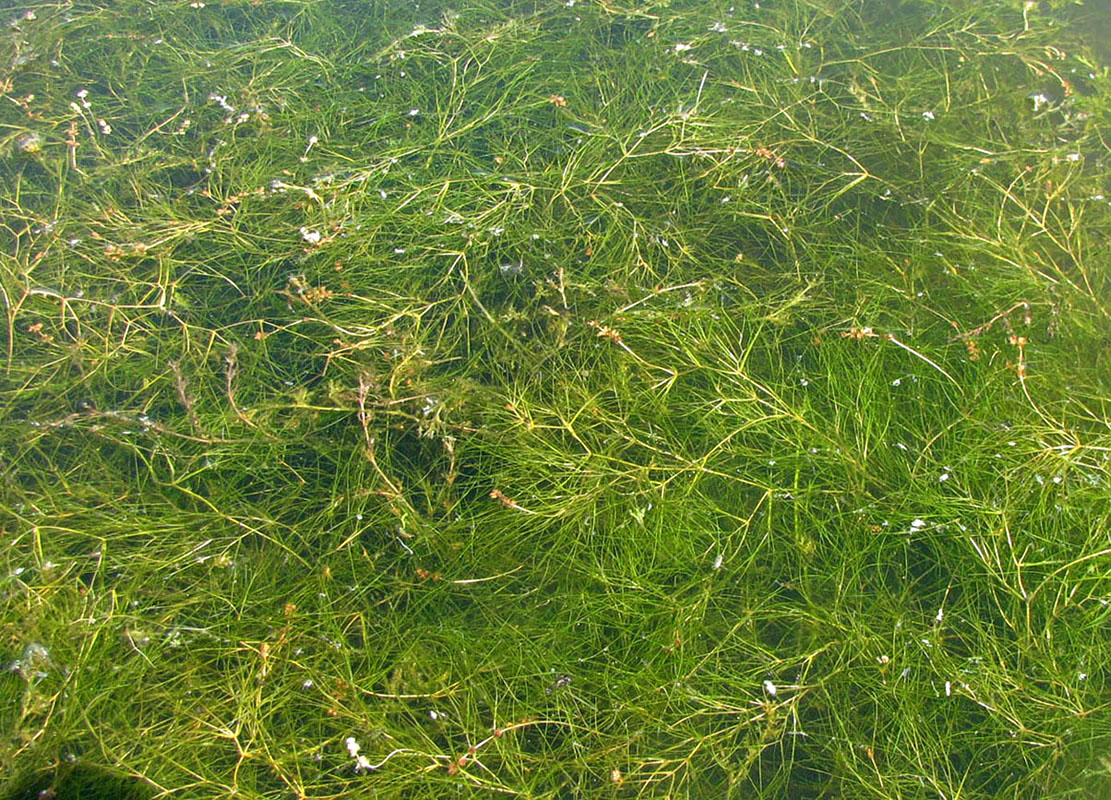 Image of Potamogeton pectinatus specimen.