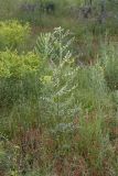 Glycyrrhiza glabra. Расцветающее растение. Южный Казахстан, правобережье Сыр-Дарьи выше устья Арыси. 26.05.2012.