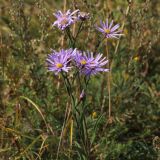 Aster amellus