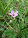 Erodium cicutarium. Цветущее растение. Краснодарский край, сухой южный склон над р. Ея у станицы Шкуринская. 21.04.2008.