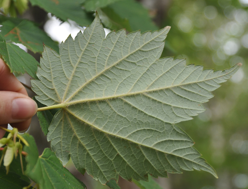 Image of Acer ukurunduense specimen.