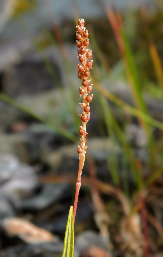 Image of Bistorta vivipara specimen.