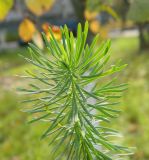 Euphorbia cyparissias