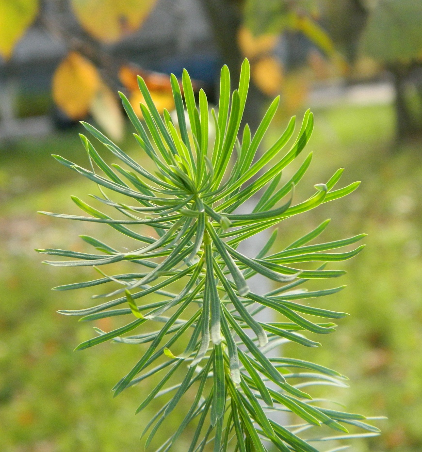 Изображение особи Euphorbia cyparissias.