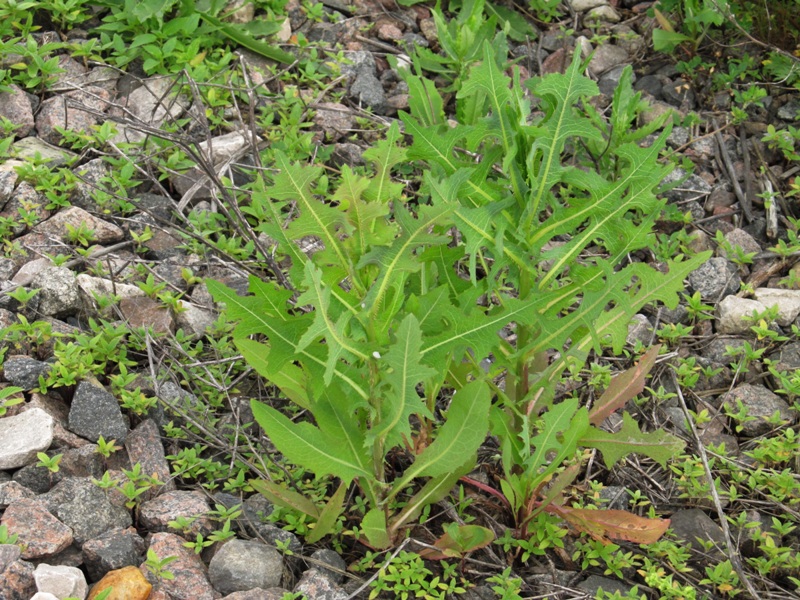 Image of Lactuca serriola specimen.