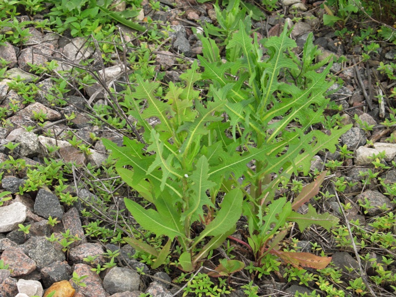 Изображение особи Lactuca serriola.