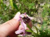 Ophrys oestrifera