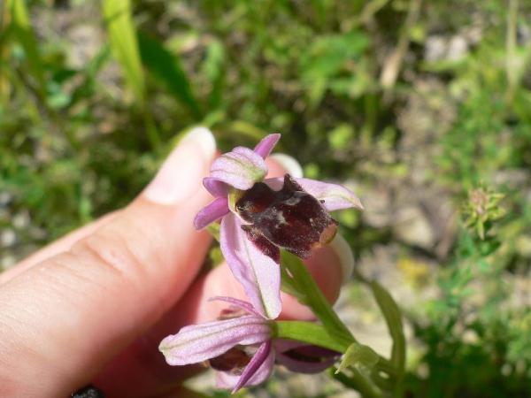 Изображение особи Ophrys oestrifera.