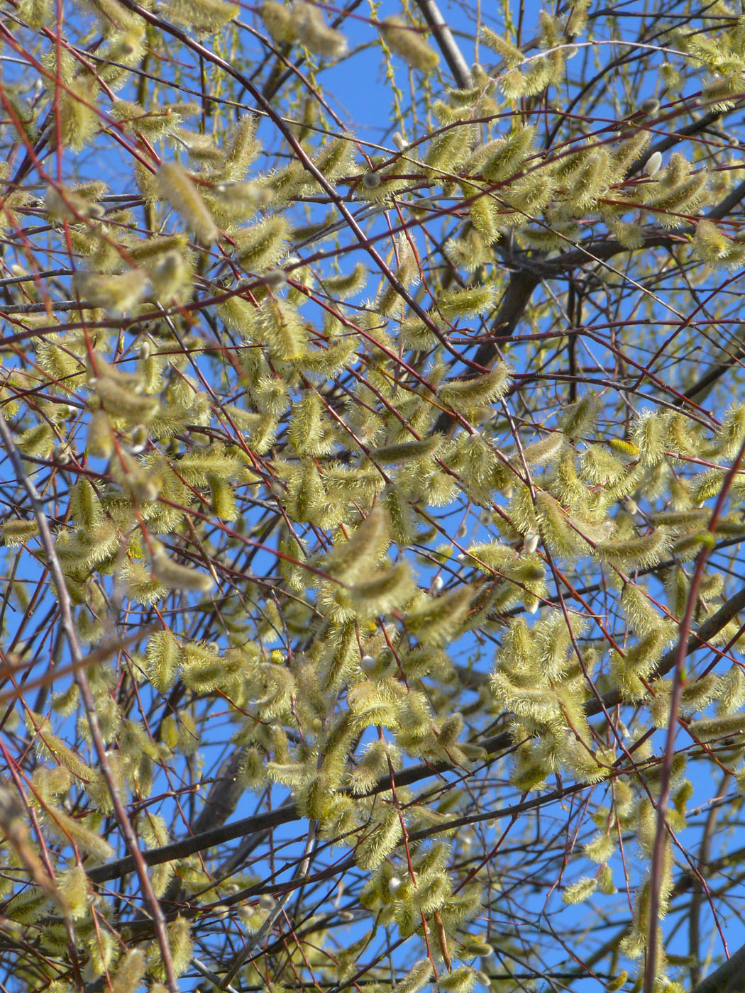 Изображение особи Salix acutifolia.