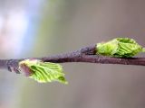 Betula pendula. Распускающиеся почки. Санкт-Петербург, 3 мая 2009 г.