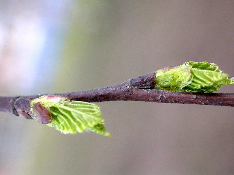 Распускание почек березы. Betula pendula почки.