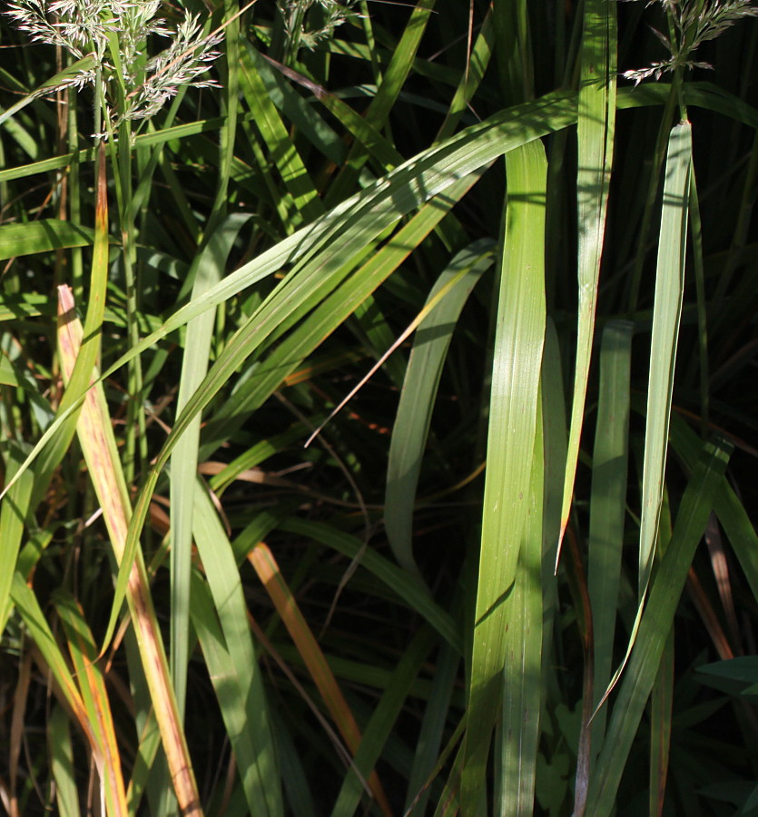 Image of genus Calamagrostis specimen.