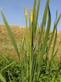 Typha latifolia