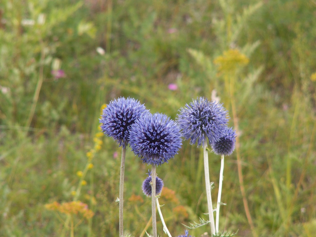 Изображение особи Echinops davuricus.