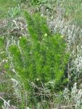 Adonis vernalis