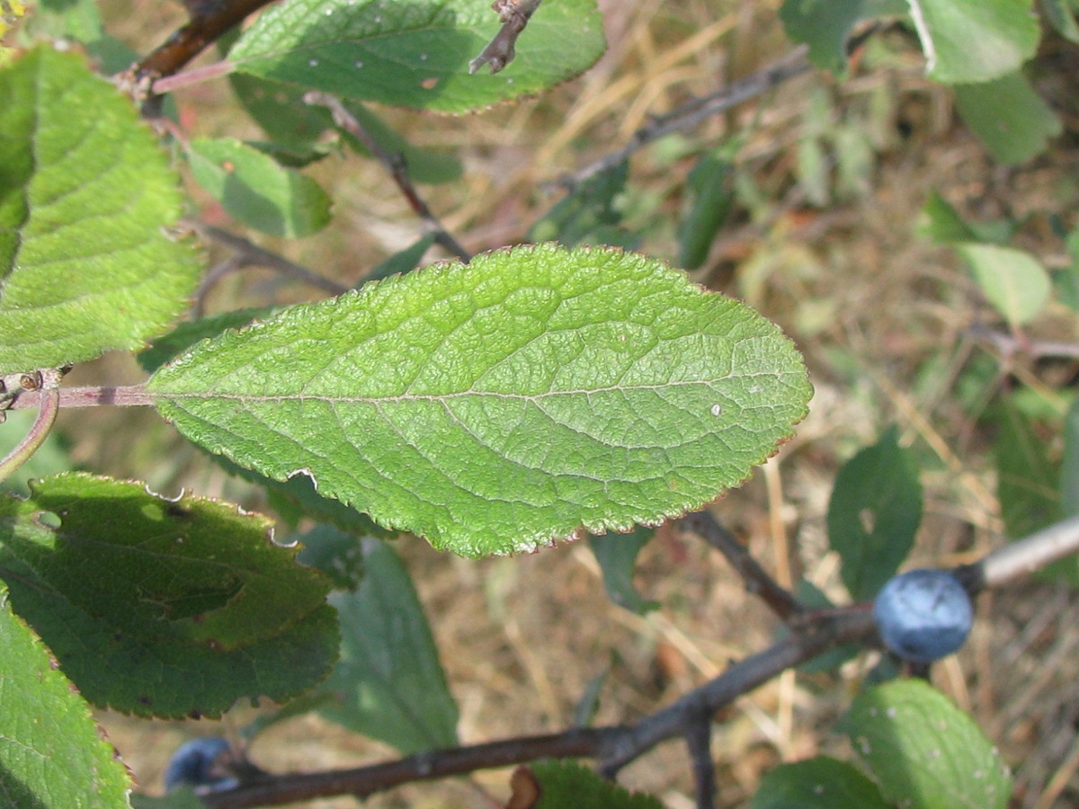 Изображение особи Prunus stepposa.