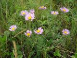 Aster serpentimontanus