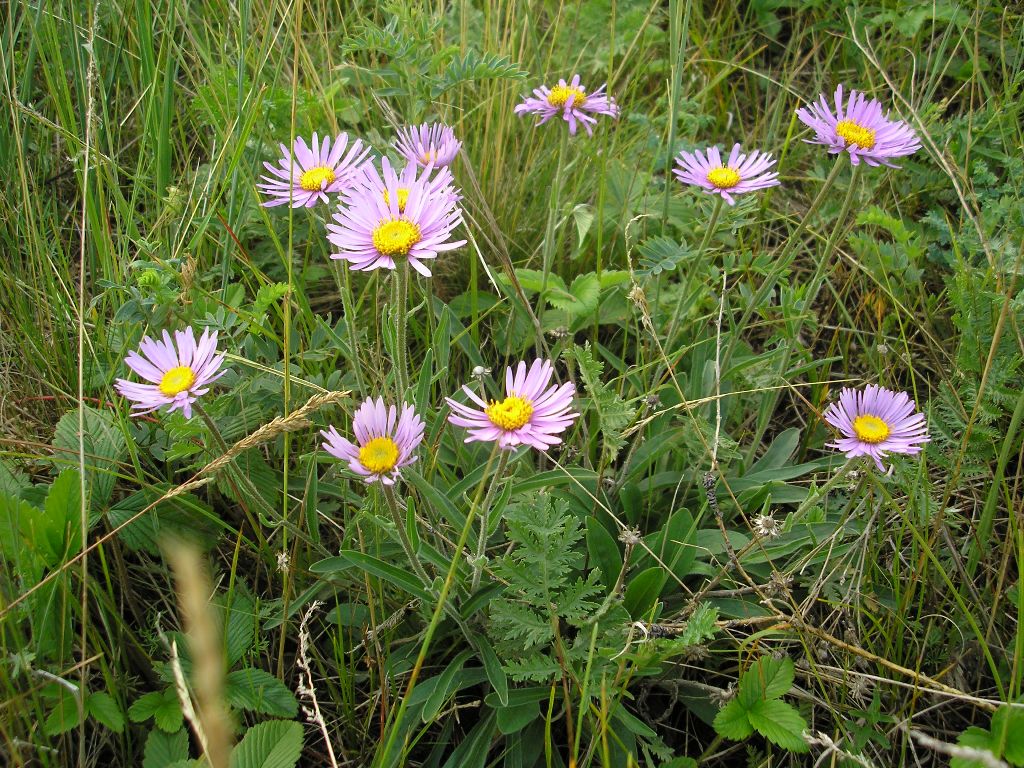 Изображение особи Aster serpentimontanus.