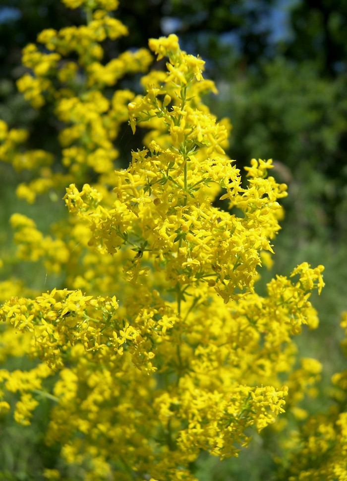 Изображение особи Galium verum.