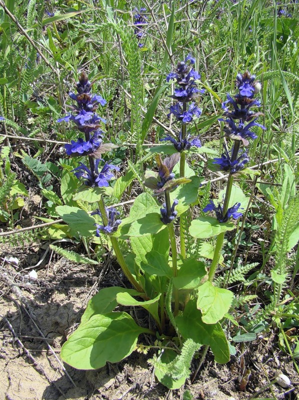 Image of Ajuga genevensis specimen.