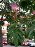 Albizia julibrissin. Часть ветви с соцветиями и бутонами. Франция, регион Юг-Пиренеи, департамент Верхняя Гаронна, Рамонвиль-Сент-Ань. 19.07.2012.