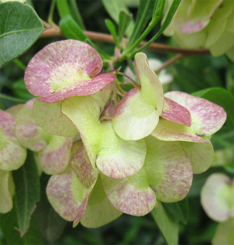 Изображение особи Dodonaea viscosa.