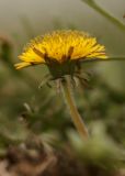 genus Taraxacum