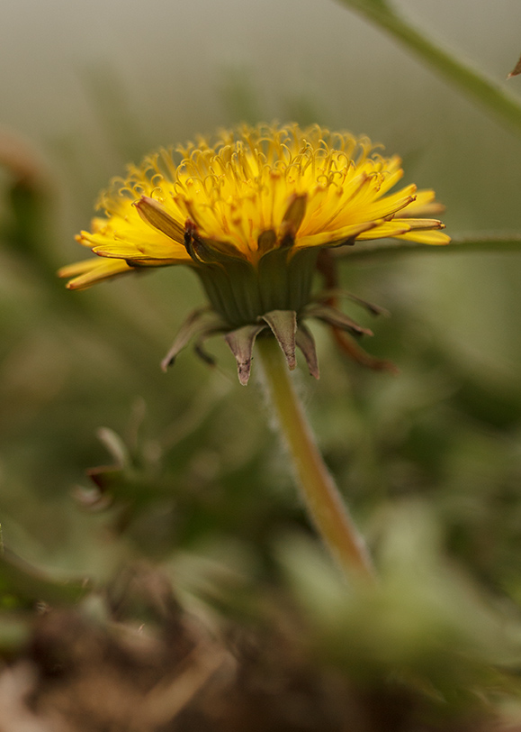 Изображение особи род Taraxacum.