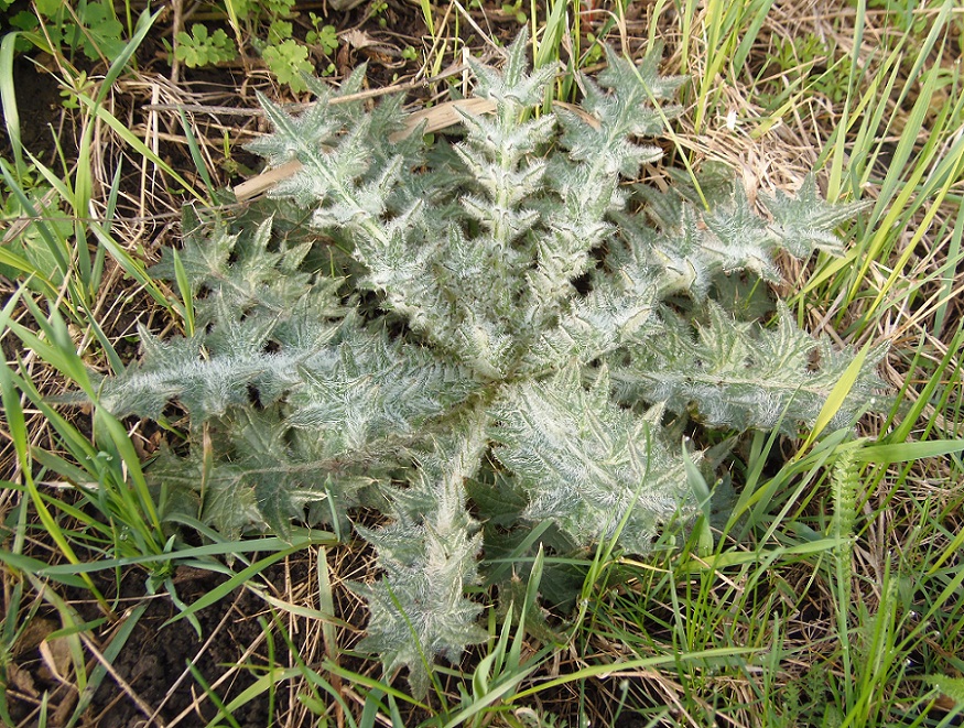 Изображение особи Cirsium vulgare.