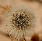 Senecio glaucus ssp. coronopifolius