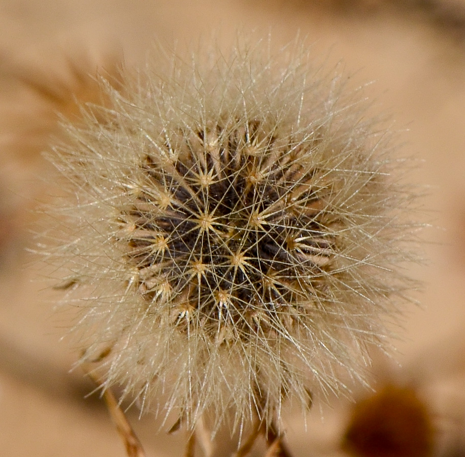 Изображение особи Senecio glaucus ssp. coronopifolius.