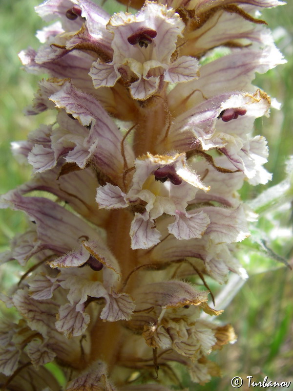 Изображение особи Orobanche callieri.