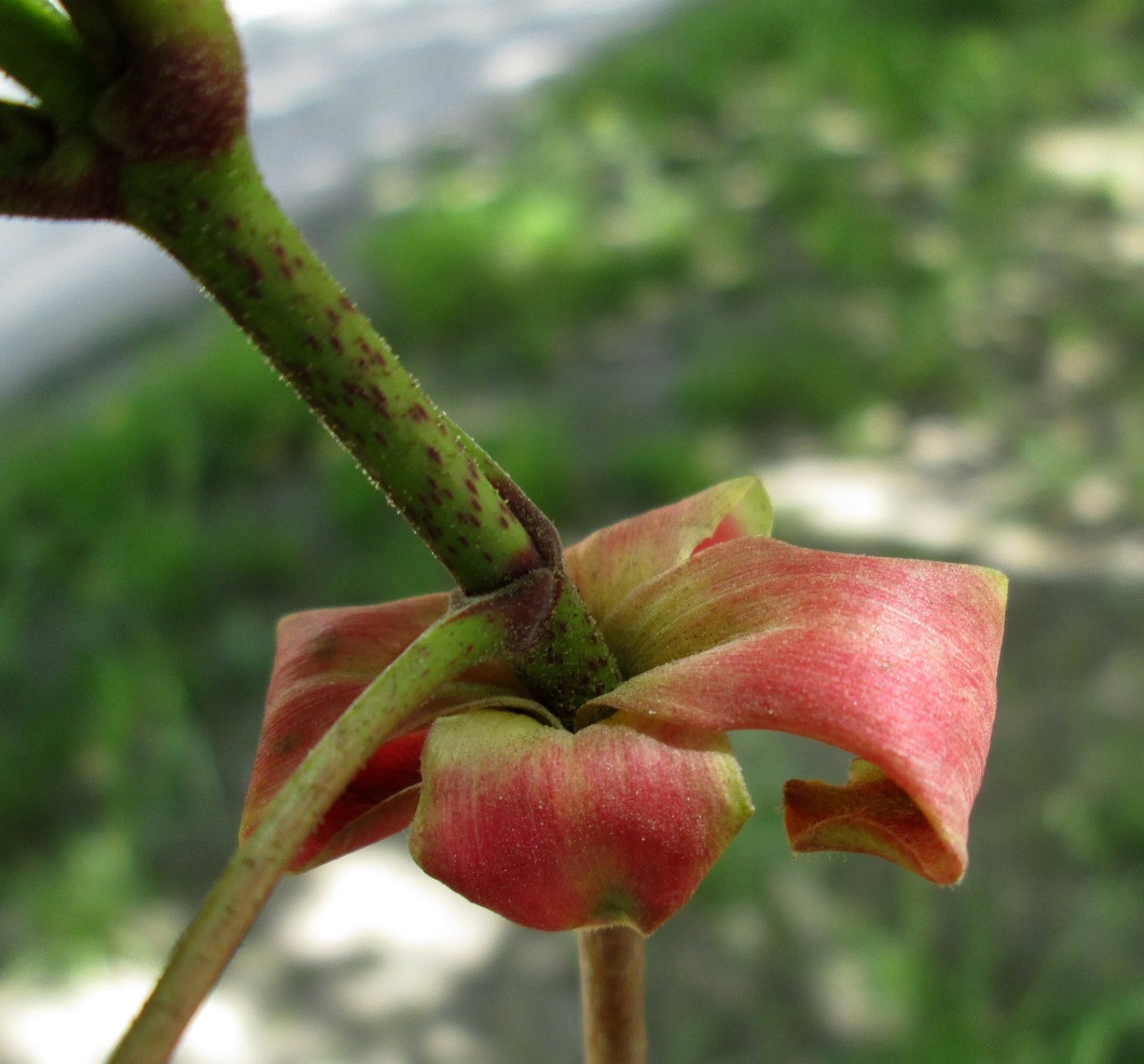 Image of Acer platanoides specimen.