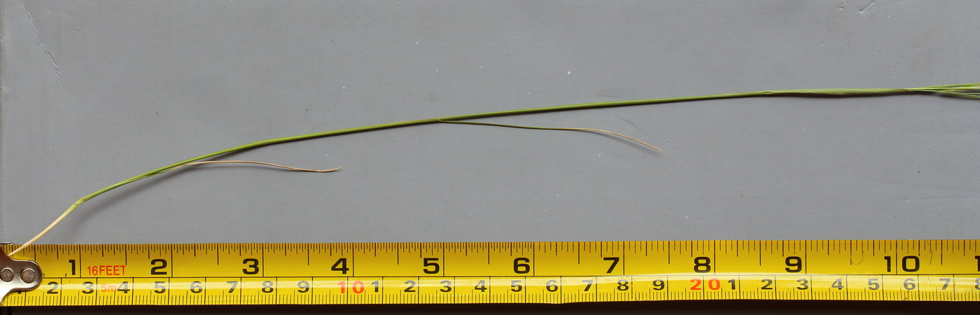 Image of Stipa lessingiana specimen.