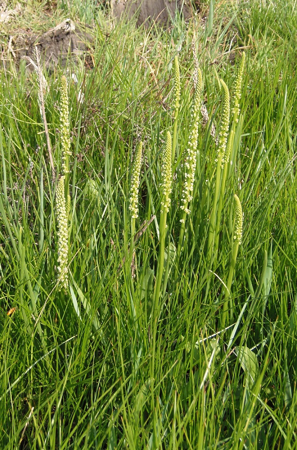 Image of Triglochin maritima specimen.