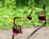 Asimina triloba