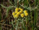 Achillea micrantha. Соцветие и лист. Ростовская обл., Азовский р-н, побережье Таганрогского залива в окр. косы Очаковская. 04.07.2012.