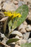 Crepis multicaulis