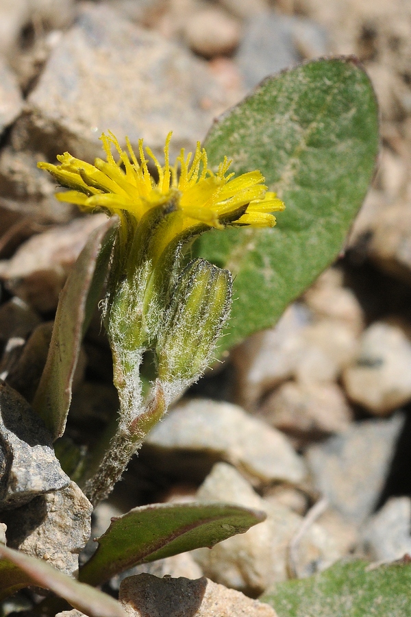 Изображение особи Crepis multicaulis.