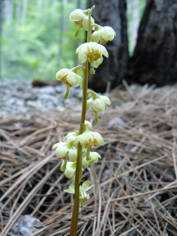 Изображение особи Pyrola chlorantha.