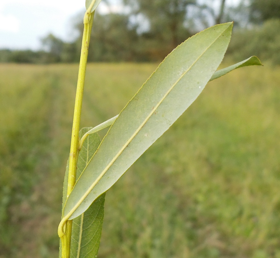 Image of Salix vinogradovii specimen.