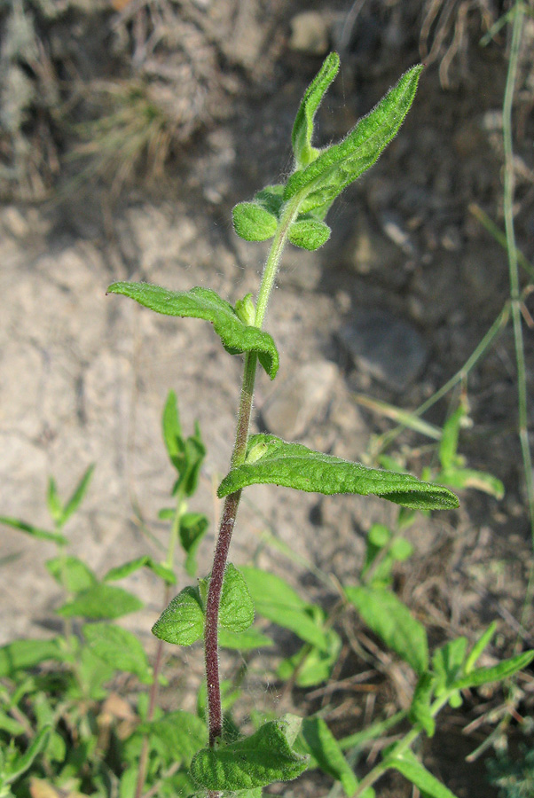 Image of Pulicaria dysenterica specimen.