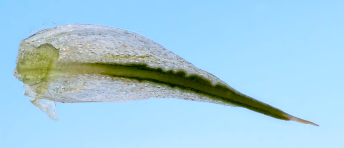 Image of Amaranthus retroflexus specimen.