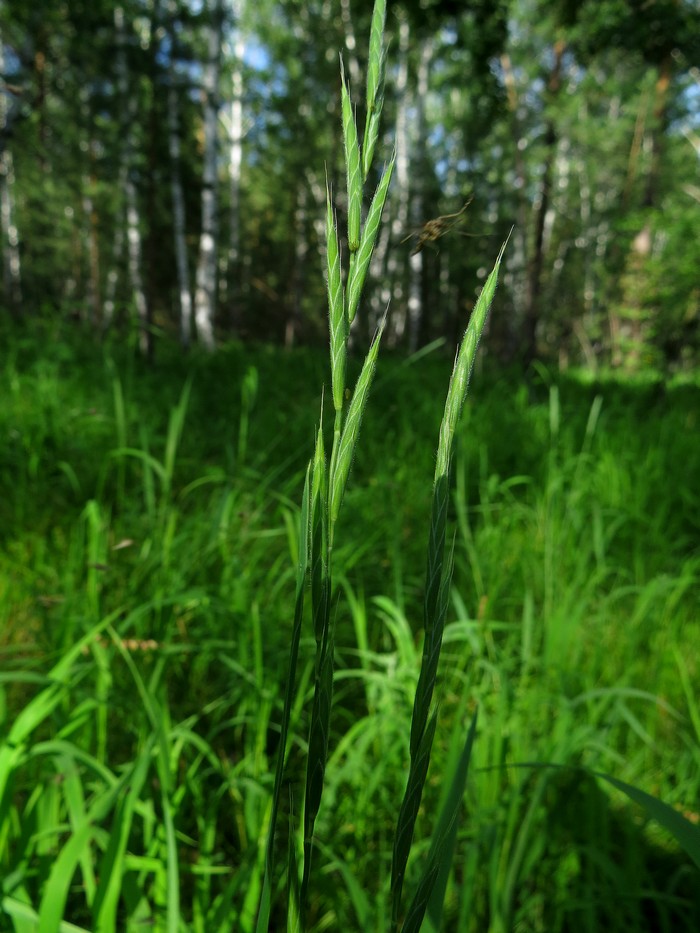 Image of Brachypodium pinnatum specimen.