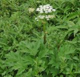 Heracleum lanatum