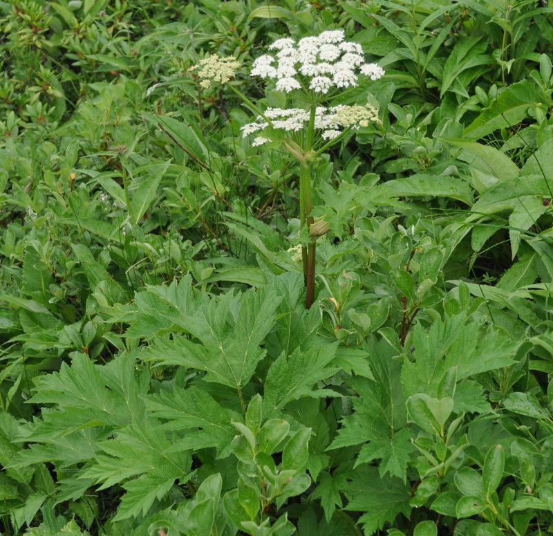 Изображение особи Heracleum lanatum.