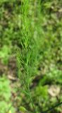 Asparagus officinalis